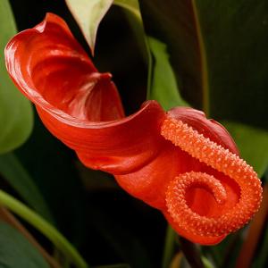 Go to this species on the OneZoom tree of life