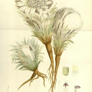 Go to this species on the OneZoom tree of life