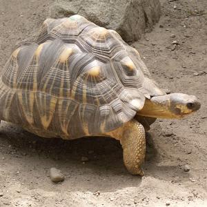 Go to this species on the OneZoom tree of life