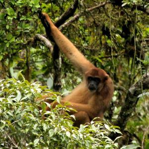 Go to this species on the OneZoom tree of life