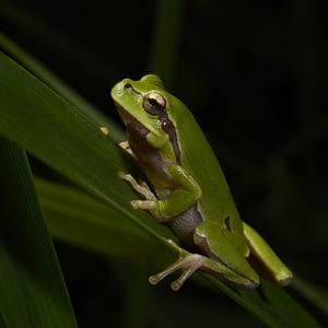 Go to this species on the OneZoom tree of life