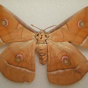 Go to this species on the OneZoom tree of life