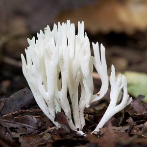 Mushroom-forming fungi