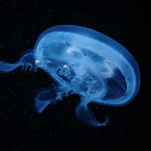 Go to this species on the OneZoom tree of life