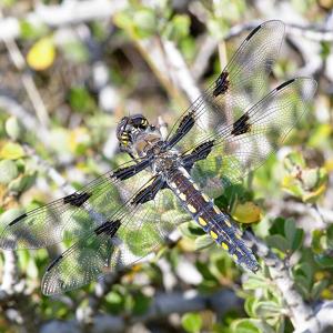 Dragonflies and damselflies