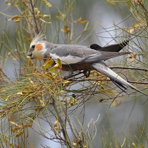 Go to this species on the OneZoom tree of life