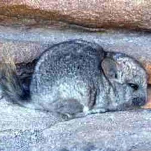 Go to this species on the OneZoom tree of life