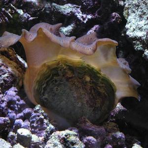 Go to this species on the OneZoom tree of life
