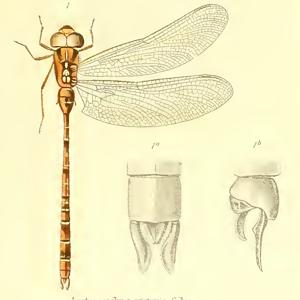 Go to this species on the OneZoom tree of life