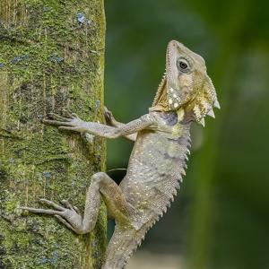 Go to this species on the OneZoom tree of life