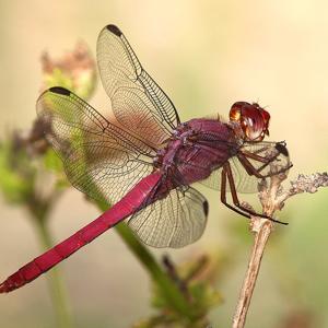 Go to this species on the OneZoom tree of life