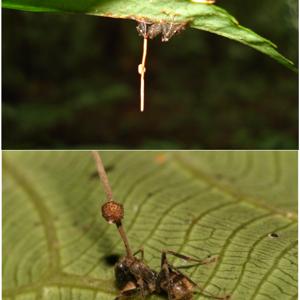 Go to this species on the OneZoom tree of life