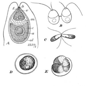 Go to this species on the OneZoom tree of life