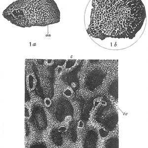 Go to this species on the OneZoom tree of life
