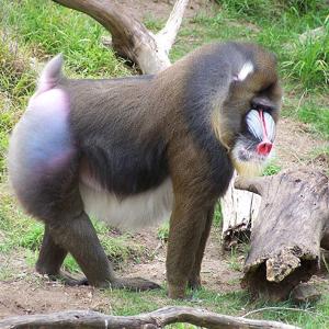 Go to this species on the OneZoom tree of life