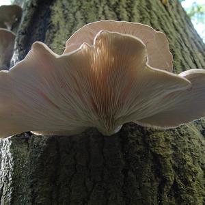Go to this species on the OneZoom tree of life