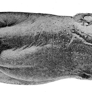 Go to this species on the OneZoom tree of life