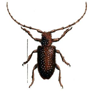 Beetles