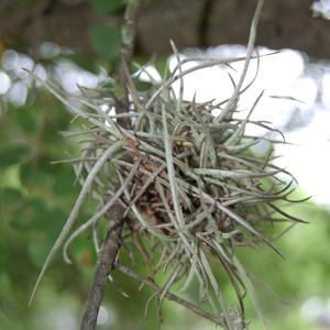 Go to this species on the OneZoom tree of life