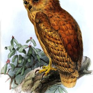Owls, barn owls