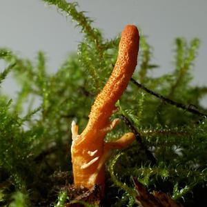 Go to this species on the OneZoom tree of life