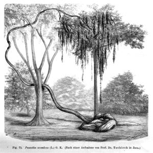 Go to this species on the OneZoom tree of life