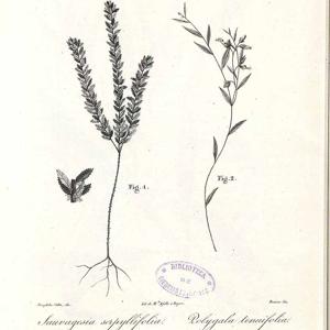 Go to this species on the OneZoom tree of life