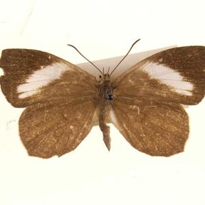 Go to this species on the OneZoom tree of life