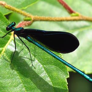 Go to this species on the OneZoom tree of life