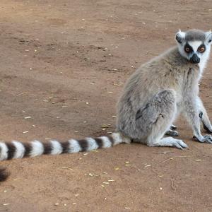 Go to this species on the OneZoom tree of life