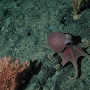 Octopods
