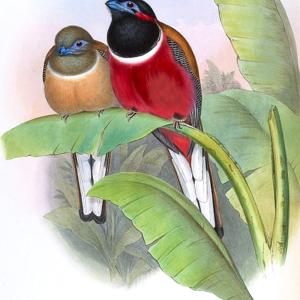 Go to this species on the OneZoom tree of life