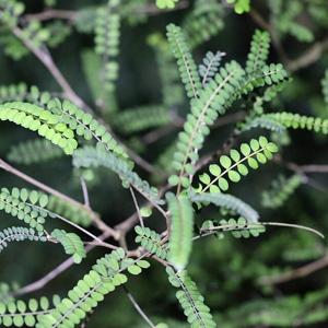 Go to this species on the OneZoom tree of life