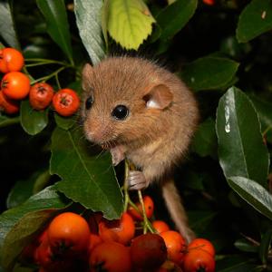 Go to this species on the OneZoom tree of life