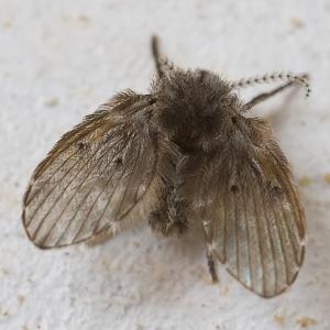 © Mvuijlst / CC-BY-SA-3.0 (https://creativecommons.org/licenses/by-sa/3.0) Go to this species on the OneZoom tree of life
