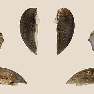 Go to this species on the OneZoom tree of life