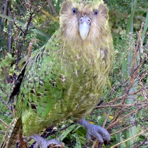 Go to this species on the OneZoom tree of life
