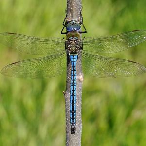 Go to this species on the OneZoom tree of life