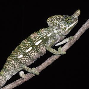 Chameleon