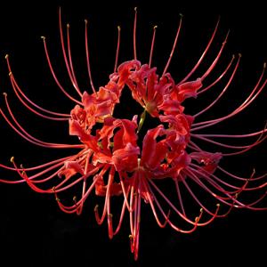Go to this species on the OneZoom tree of life