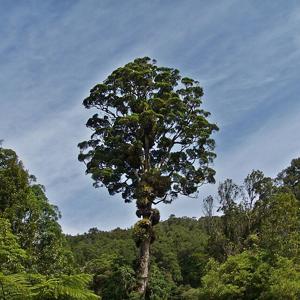 Go to this species on the OneZoom tree of life
