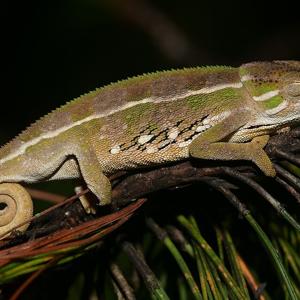 Chameleon