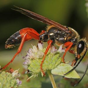 Go to this species on the OneZoom tree of life