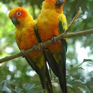 Go to this species on the OneZoom tree of life