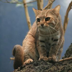Go to this species on the OneZoom tree of life