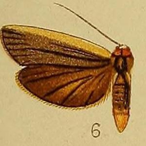 Butterflies and moths