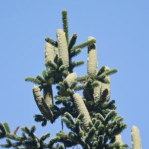 Go to this species on the OneZoom tree of life