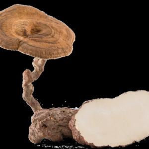 Go to this species on the OneZoom tree of life