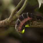 Go to this species on the OneZoom tree of life