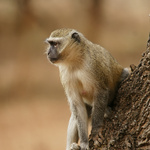 Go to this species on the OneZoom tree of life